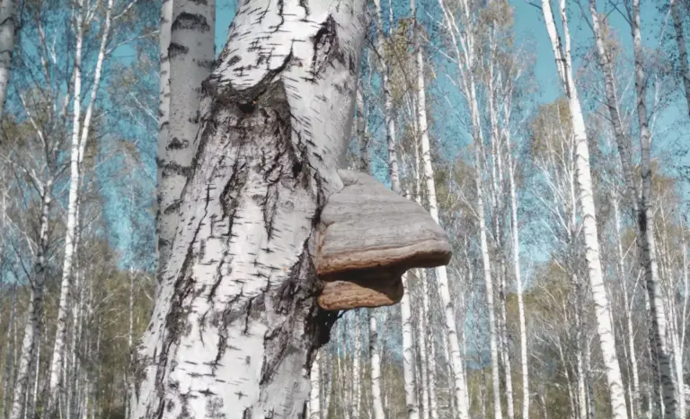 Chaga-Pilz