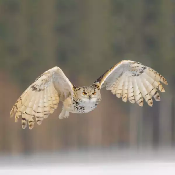 Eule, Biorhythmus und Glück