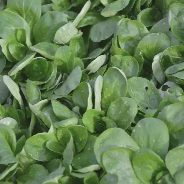 Feldsalat, saisonal und regional