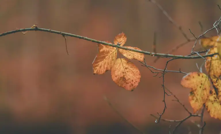 Herbst und Loslassen