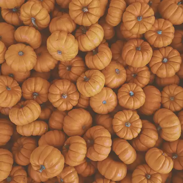 Kürbis, saisonal und regional