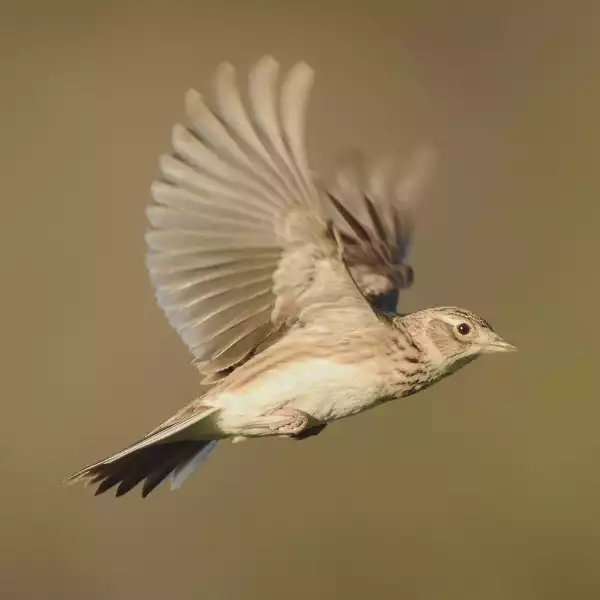 Lerche, Biorhythmus und Glück