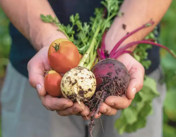 nachhaltige Ernährung, Landwirtschaft, Ernte