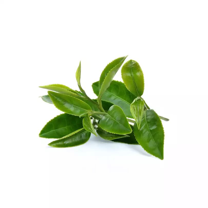 Grüner Tee Teetrinke und Kaffeegenuss