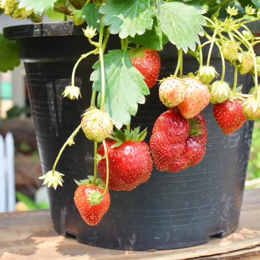 Erdbeere, tipps Balkon Garten