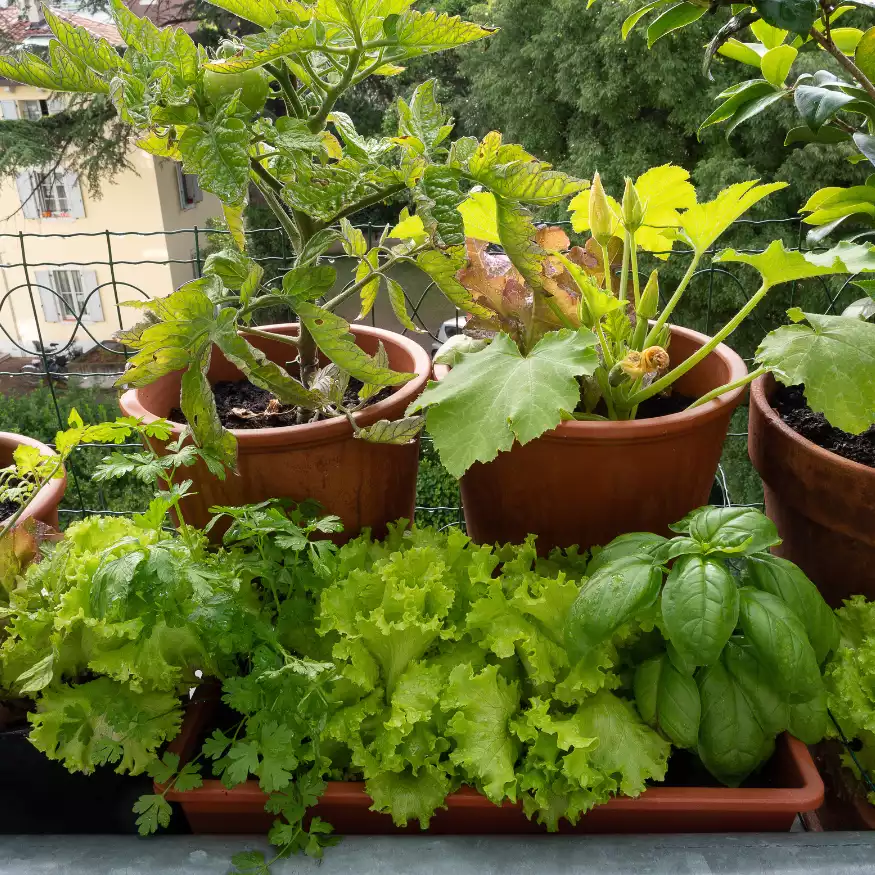 Salat und Kräuter, Tipps Balkon Garte