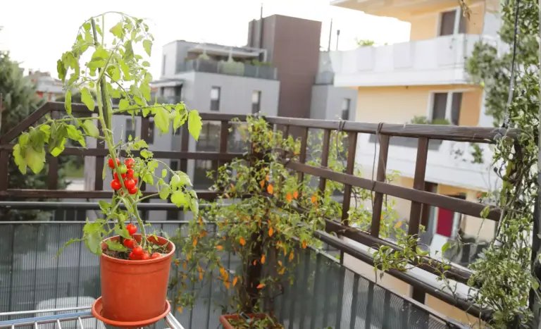 tipps Balkon
