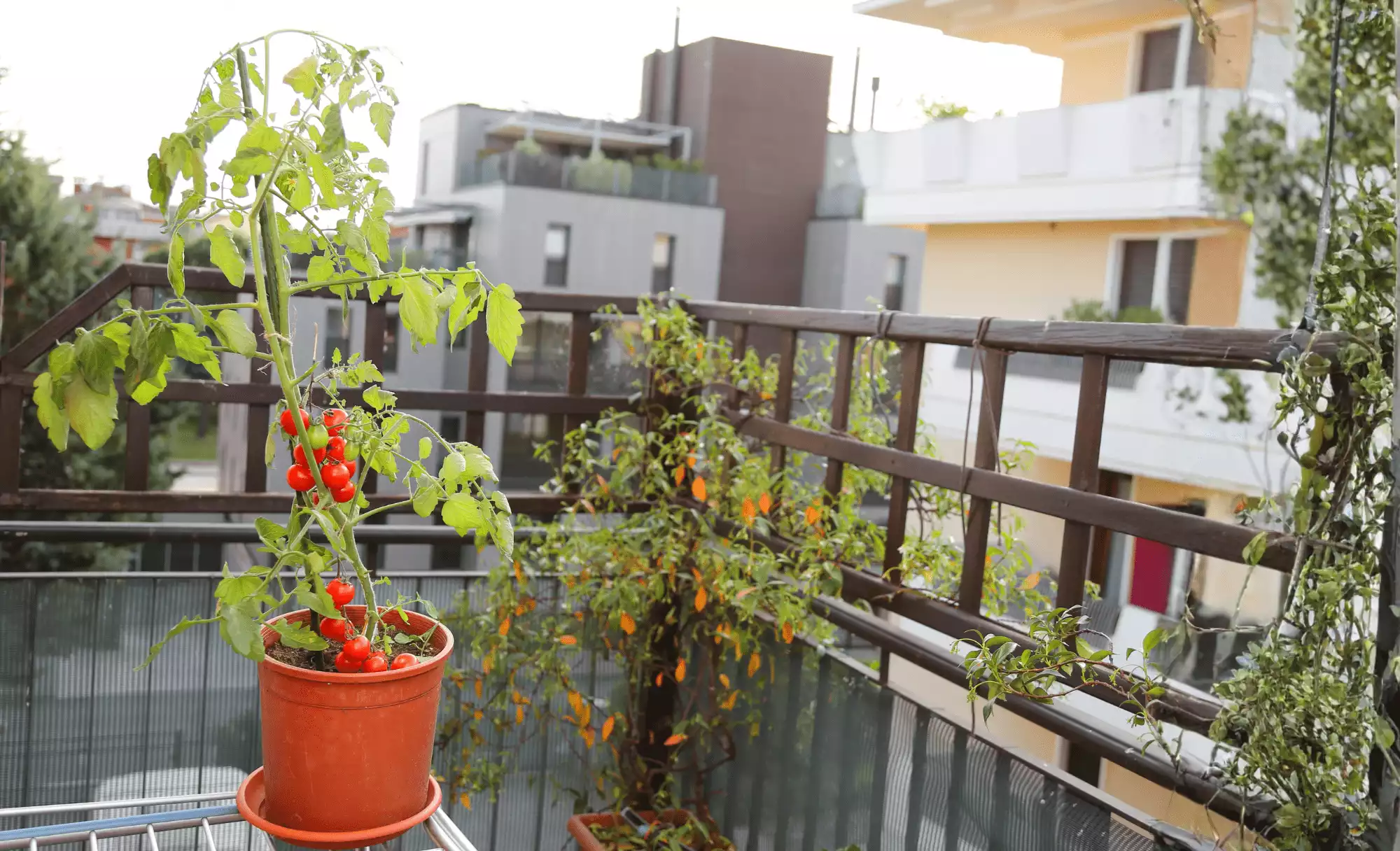 tipps Balkon