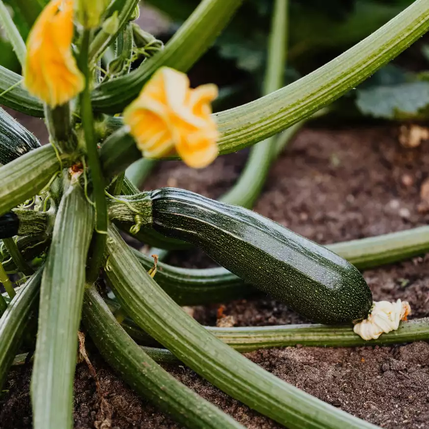 zucchini, Tipps Balkon Garten