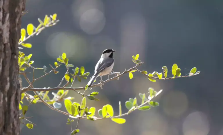 Frühling im Kopf Glücksforschung