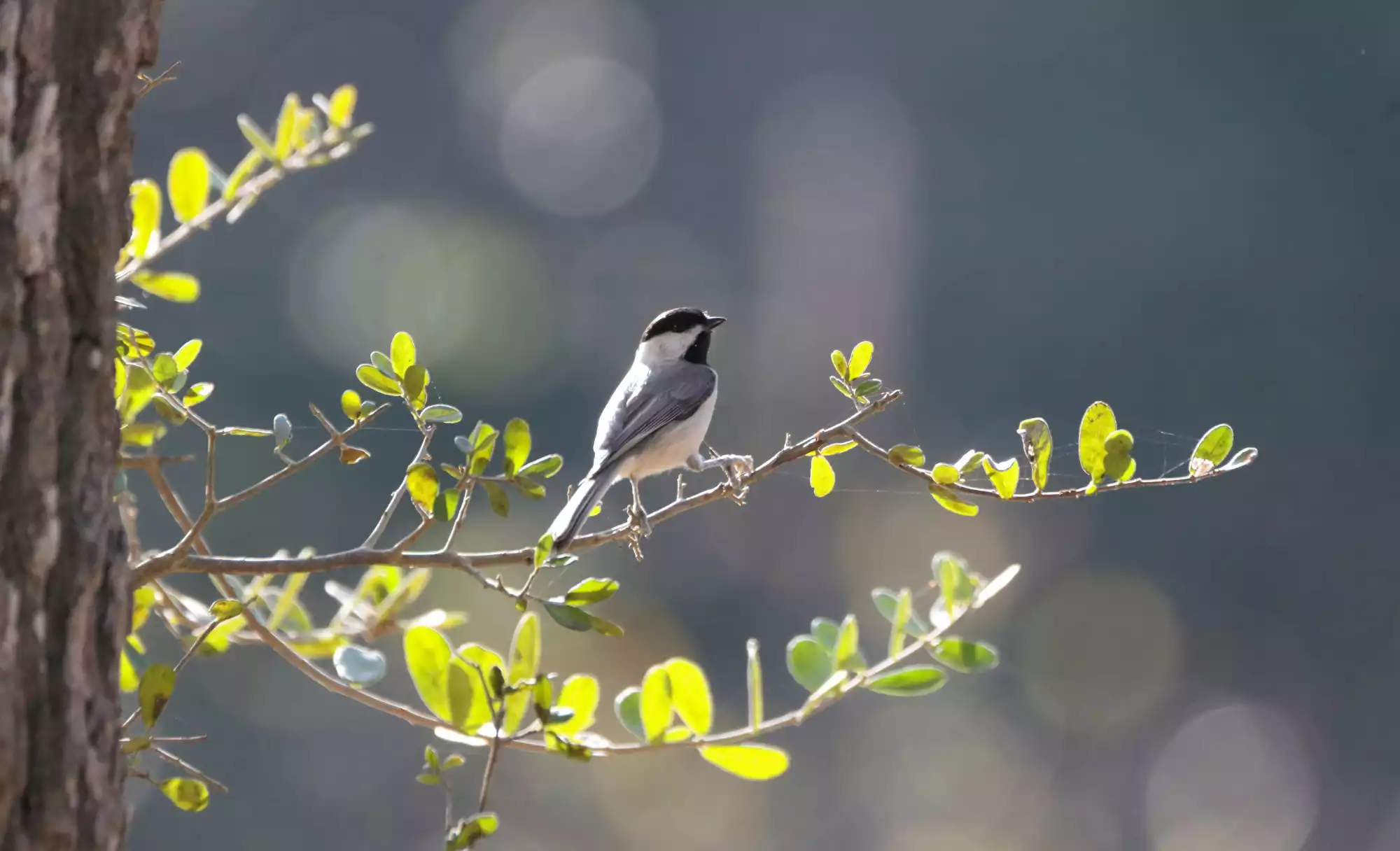Frühling im Kopf Glücksforschung